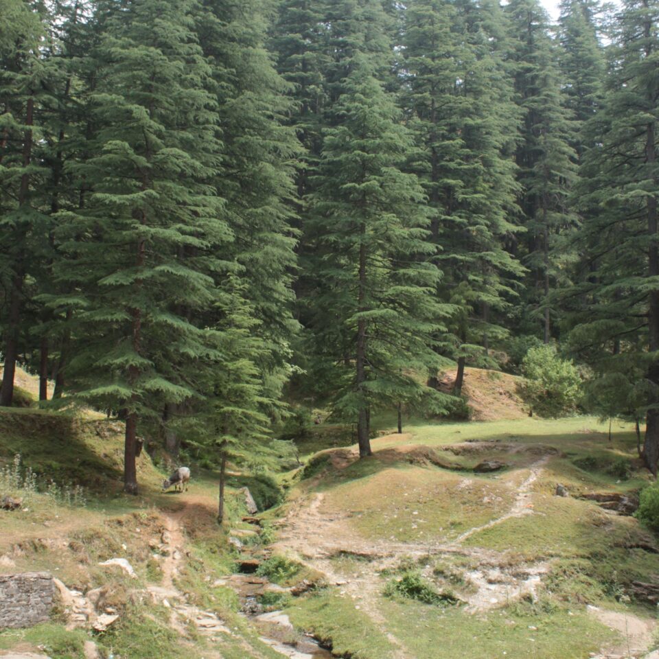 Sight-Seeing in Binsar, Uttarakhand