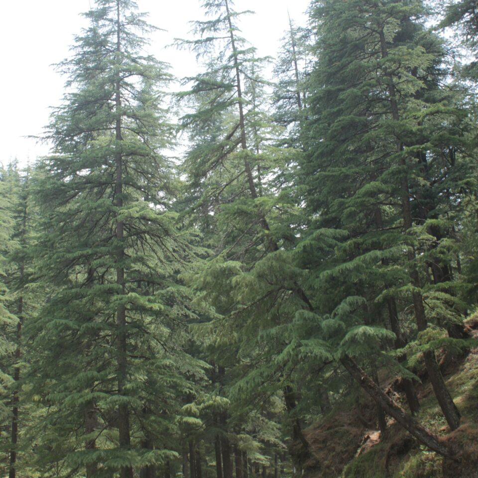 Sight-Seeing in Binsar, Uttarakhand