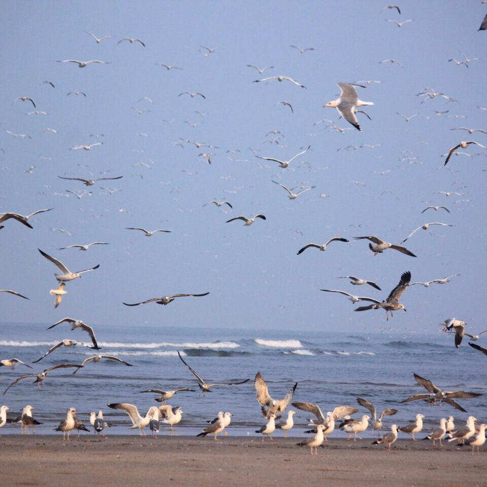 Ganapatiphule Beach