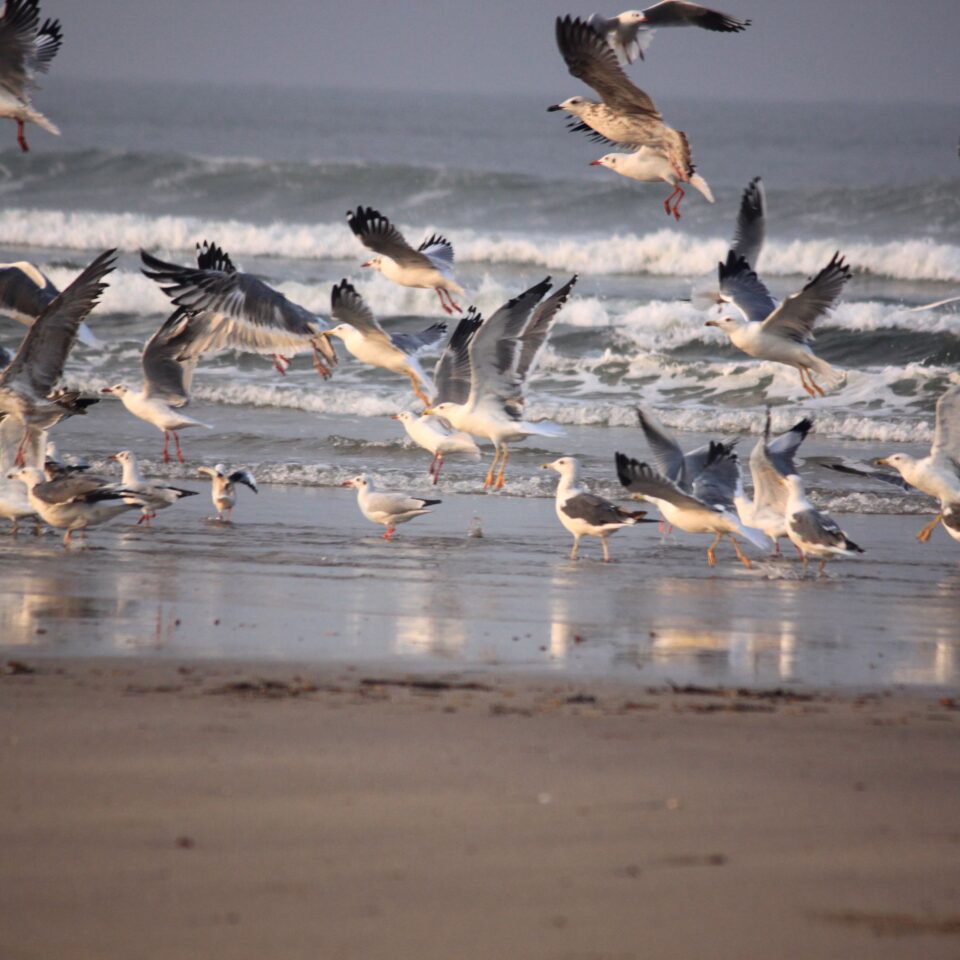 Ganapatiphule Beach