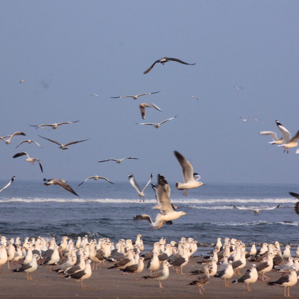 Ganapatiphule Beach