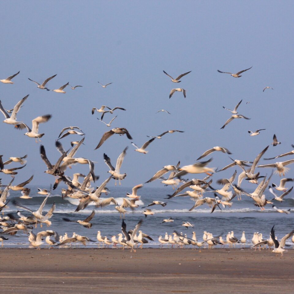 Ganapatiphule Beach