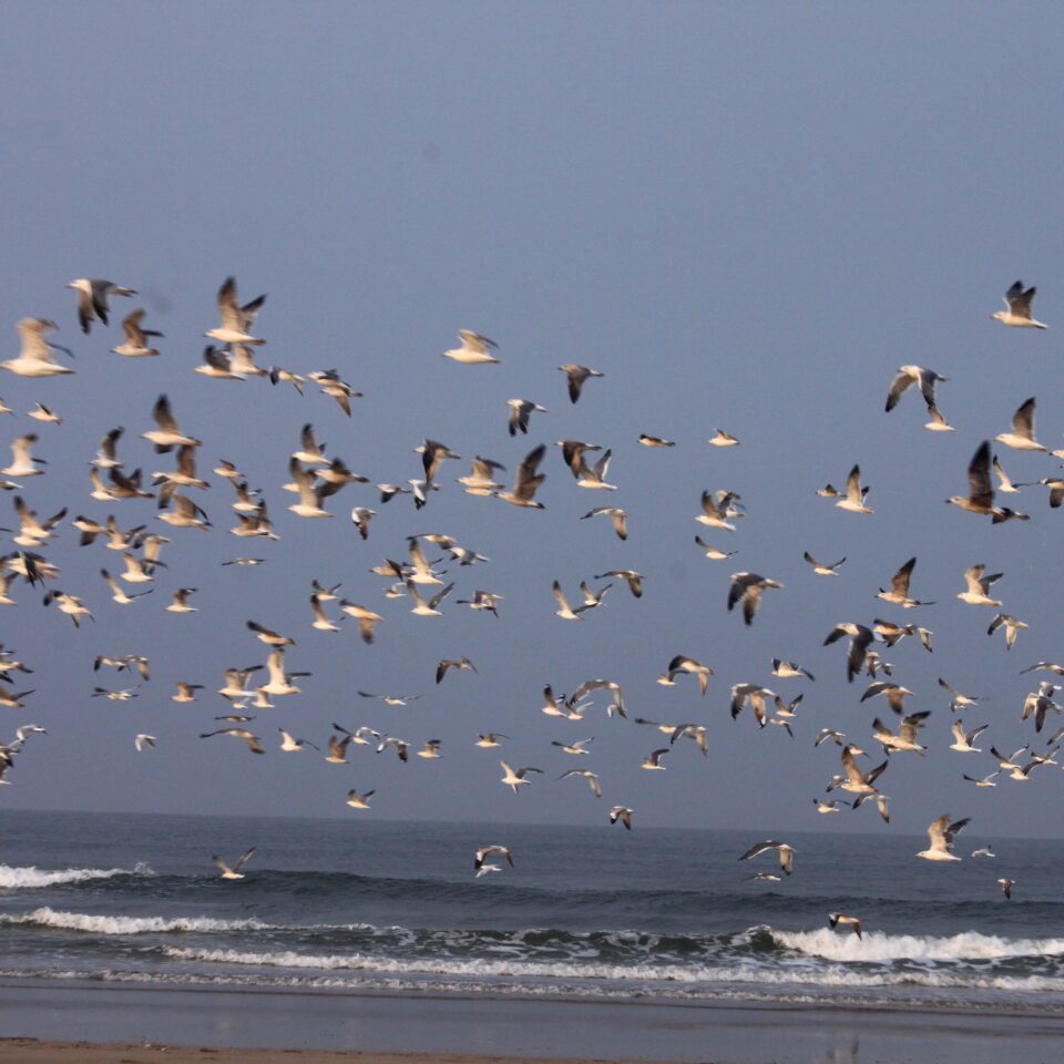 Ganapatiphule Beach