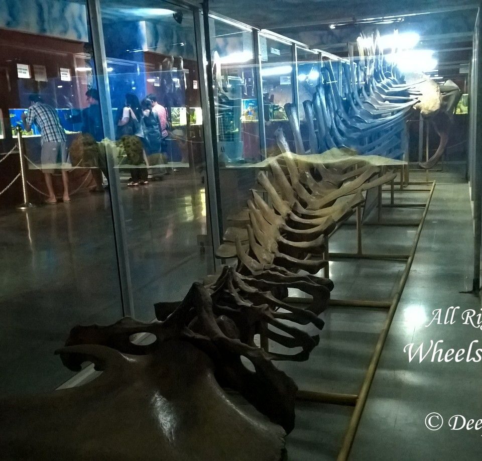 ight-seeing in Ganapatiphule --Ratnagiri Aquarium & Museum