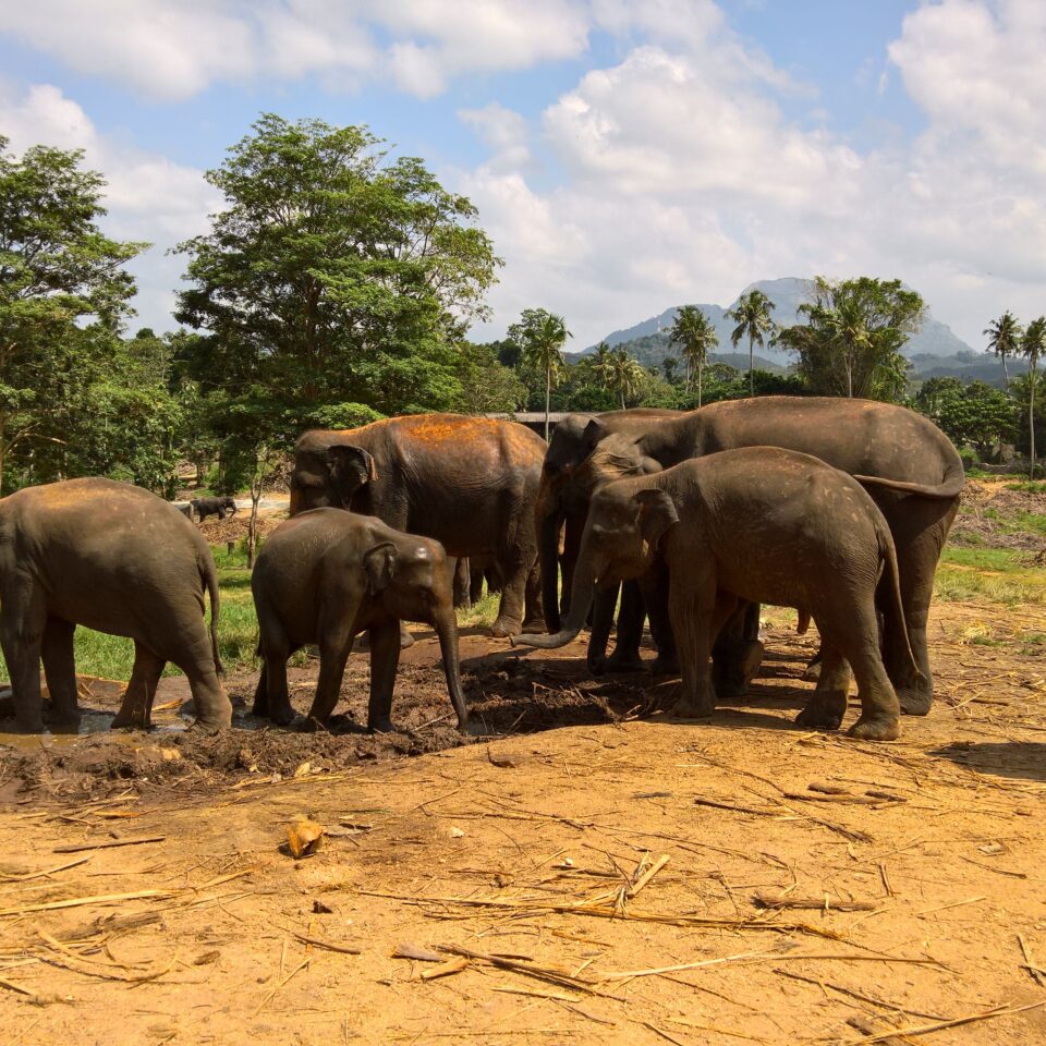 Pinnawala Elephant Center in Sri Lanka