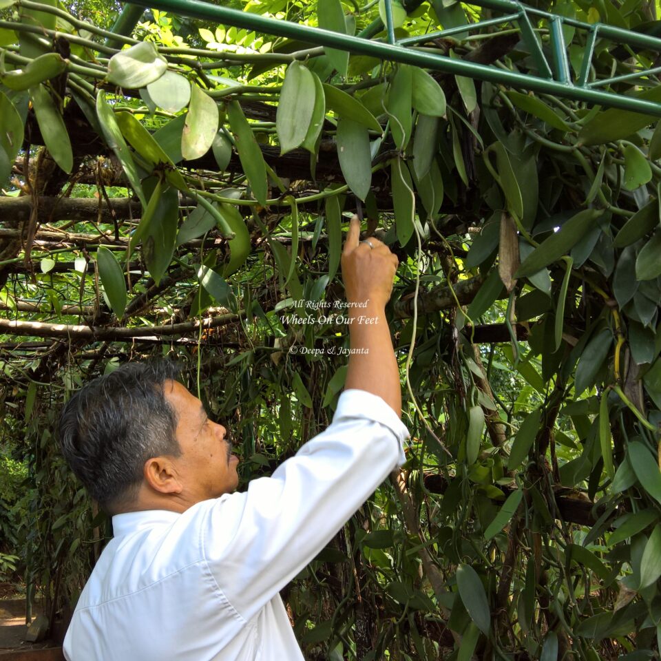 Spice Garden Tour in Sri Lanka