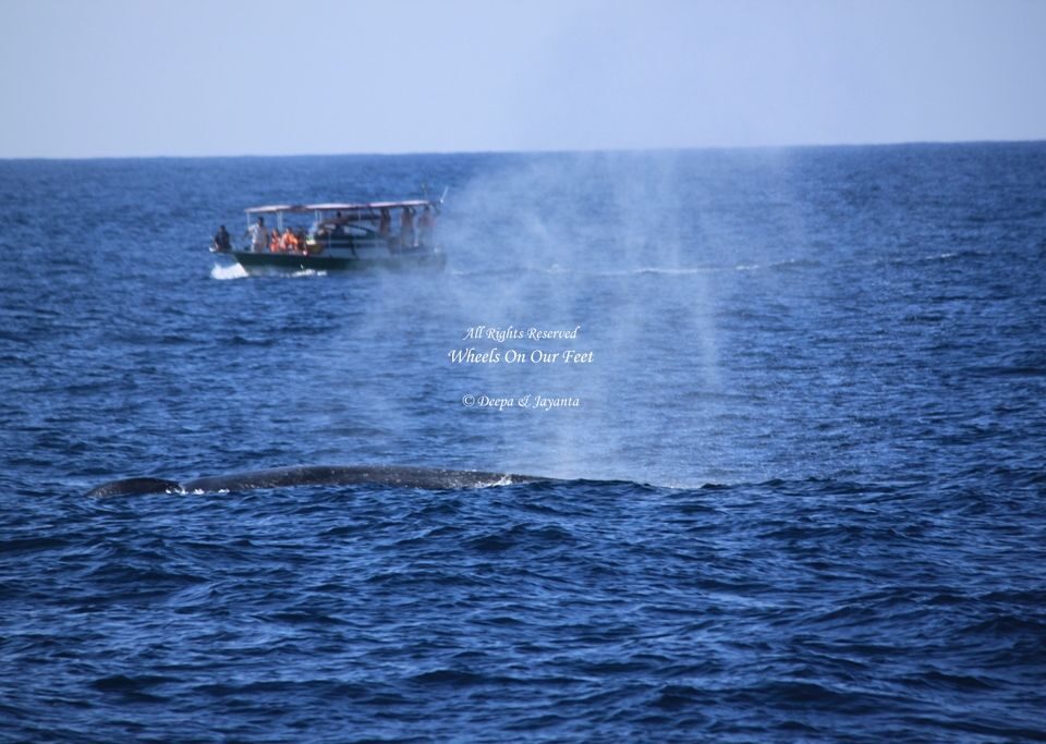 Whale Watching in Mirissa in Sri Lanka