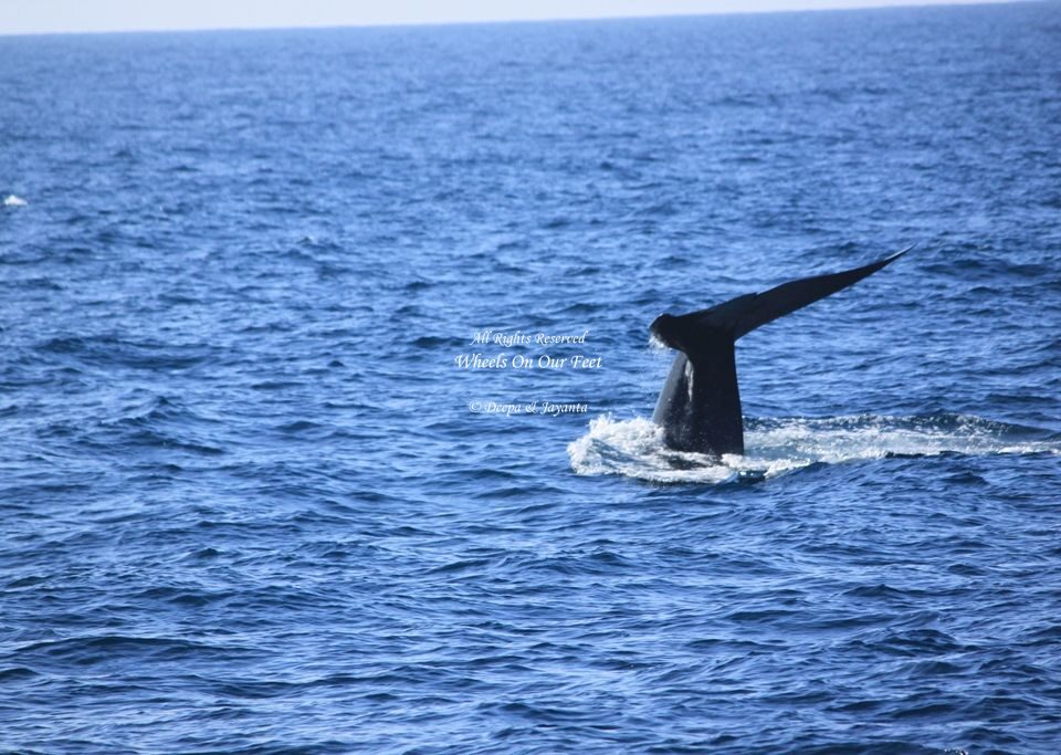 Whale Watching in Mirissa in Sri Lanka