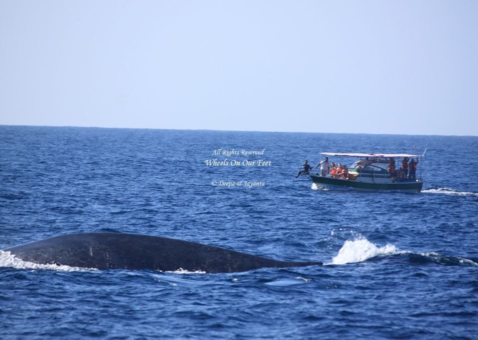 Whale Watching in Mirissa in Sri Lanka