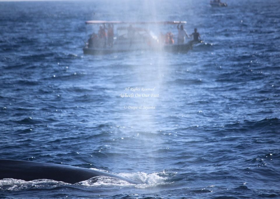 Whale Watching in Mirissa in Sri Lanka