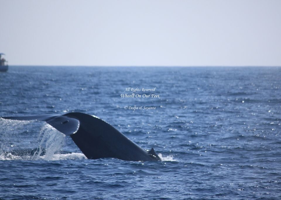 Whale Watching in Mirissa in Sri Lanka