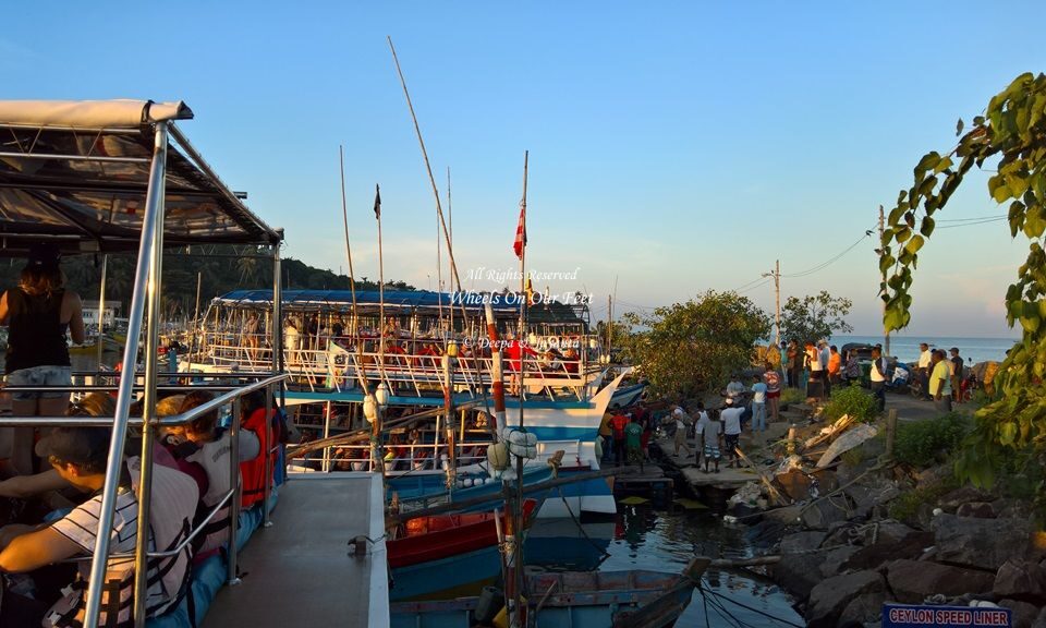 Whale Watching in Mirissa in Sri Lanka