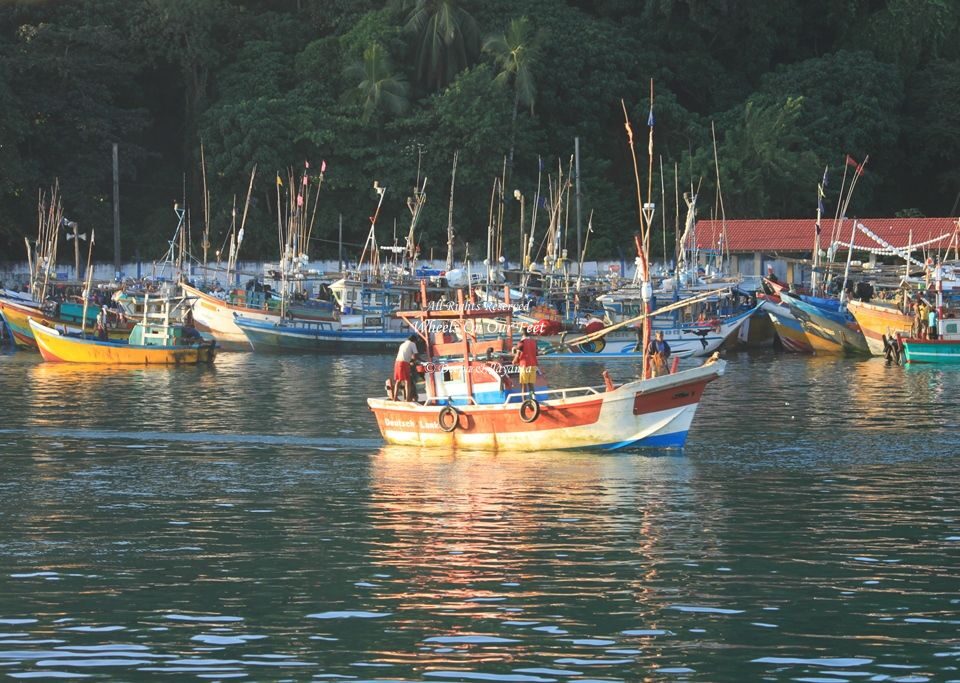 Whale Watching in Mirissa in Sri Lanka