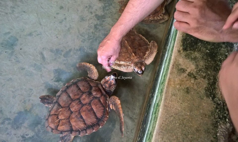 Kosgoda Turtle hatchery in Sri Lanka