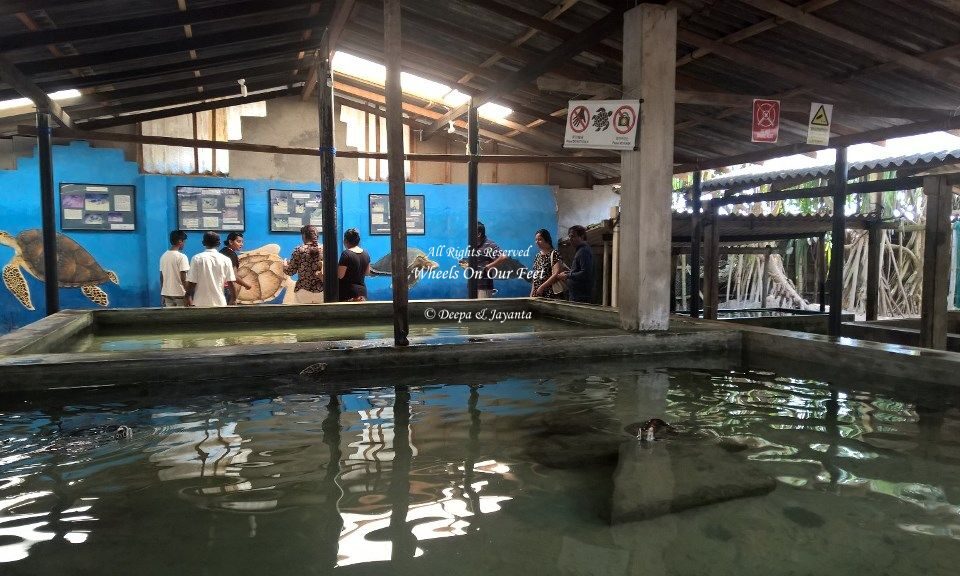 Kosgoda Turtle hatchery in Sri Lanka