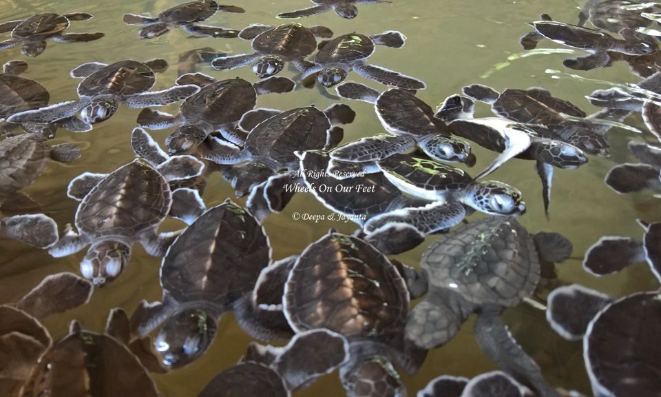 Kosgoda Turtle hatchery in Sri Lanka